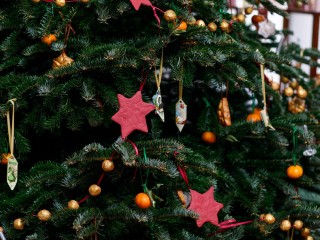 Клещи в новогодних елках оказались мифом: биолог разъяснил природу декабрьских «паразитов»