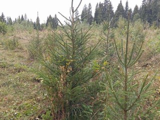 Прочистили и осветлили: как волоколамские лесничие перевыполнили план