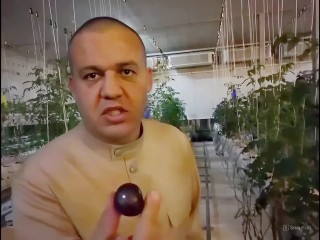 От клубники до «черных» томатов: Кремлев использует опыт агрономов Индии в Серпухове