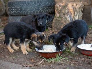 Одинокий малыш Макс ждет жителей Подмосковья, которые заберут его домой