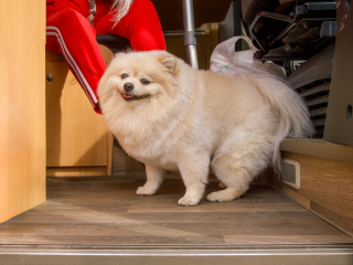 Как жители Можайска могут зарегистрировать своих домашних питомцев