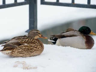 Излишняя доброта убивает уток: как помочь водоплавающим птицам зимой и не навредить
