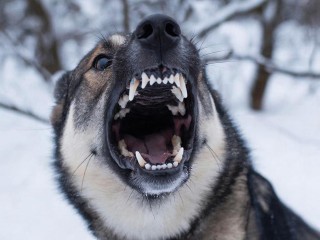 Чуть не разорвал в клочья: подробности нападения бойцовской собаки на домашнего пса