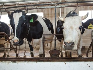 Буренки, барашки и сто тонн мяса: в Егорьевском округе появится новое хозяйство по разведению крупного рогатого скота и овец