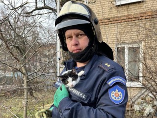 Драма со счастливым концом: как в Подмосковье спасали котенка, просидевшего на верхушке дерева два дня