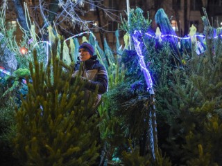 Ели, сосны, пихты: где в Одинцове купить сертифицированную елку