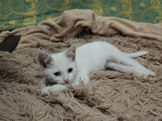 Мужчина выкинул семерых котят на помойку в Истре