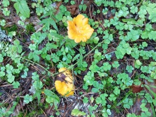 Зима заблудилась: в лесу под Истрой в декабре выросли лисички