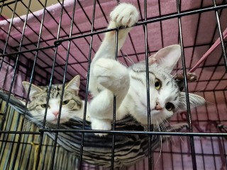 «Одержимость и пустота в глазах»: история с зоозащитниками в Красноармейске оказалась фейком