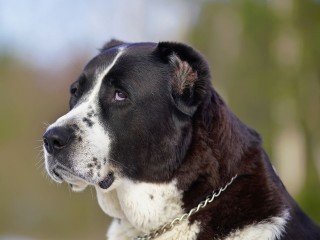 Дмитровский хатико: алабай несколько дней ждет хозяев на месте страшной аварии