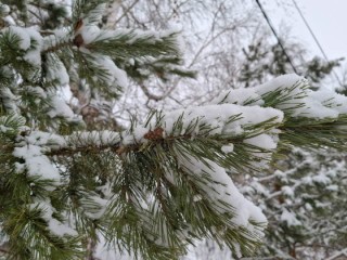 Морозы до -13°, сугробы вырастут до 18 см: синоптик дал прогноз на Новый год 2026 в Подмосковье