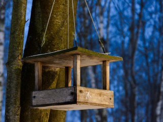 В сквере Ленина жители развесили и наполнили кормушки для птиц