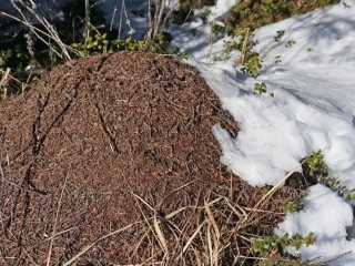 Муравьи — в Красном списке, ангар — под снос: история конфликта в Горках Ленинских
