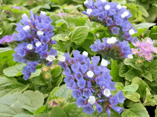 Мечта лентяя: как посадить статицу для пышного цветения все лето в Подмосковье