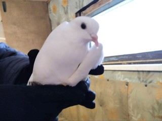 Зоозащитники выхаживают окольцованного голубя-беглеца в поисках хозяев