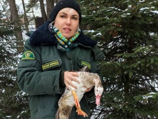 Воскресенские лесничие спасли утку, которая примерзла к озеру