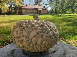 Редкую «Паршивку из Эзина» вырастили в усадьбе Достоевских под Зарайском