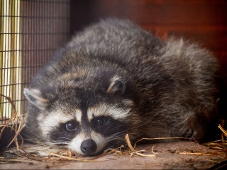 Енотов больше не купить: какие новые правила для владельцев захотели ввести