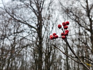 Зря радуемся: снег в Подмосковье растает уже через три дня