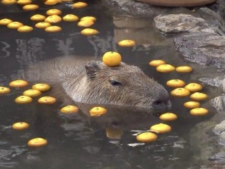 Не только для популярности в интернете: зачем капибар в столичном регионе учат открывать рот