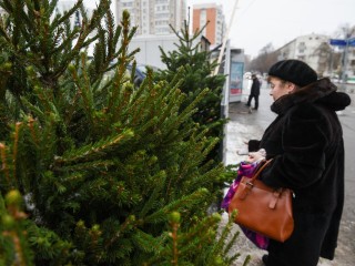 Живая новогодняя елка: как выбрать, где купить в Подольске и как продлить жизнь