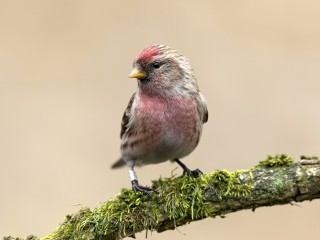 Прилетевшие с Севера «пламенные колючки» дали экологам Подольска особенный знак