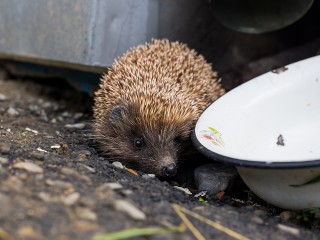 Анабиоз отменили? Не уснувшие вовремя ежи орудуют на помойках в Подмосковье