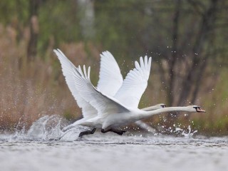 Все улетели, остались лишь лебеди: замерзнут ли белоснежные птицы в Подмосковье