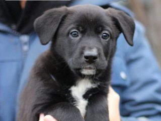 Привязывали к батарее и морили голодом: выброшенной в промзону собаке со щенками ищут новой дом