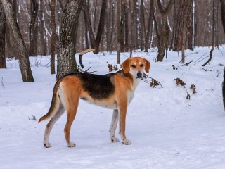 Уходим в догситтеры? Сколько можно заработать на передержке чужих питомцев