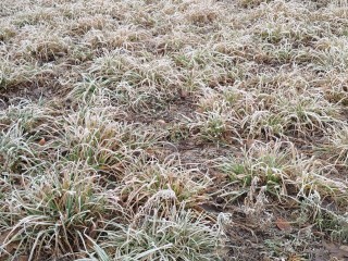 Синоптик предсказал самый теплый декабрь в Подмосковье