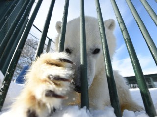 Спят ее соседи — бурые медведи: Томпа лапу сосет, но на боковую не собирается