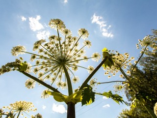 Рослесхоз объявил войну инвазивным растениям: кого внесут в черный список