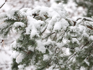 Какой будет погода в Подмосковье в январе