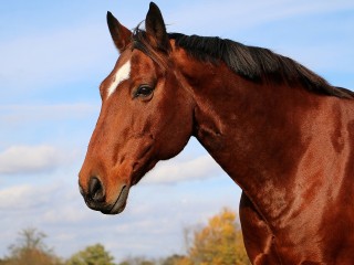 Бык и конь вышли на прогулку в деревне под Шаховской