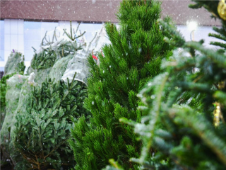 Одна ошибка — и елка осыпется через три дня: как выбрать свежую и сохранить ее до завершения праздников