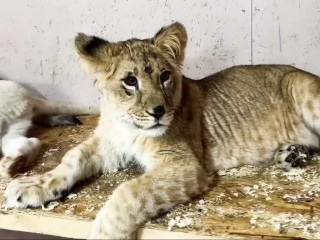 Тайсон навсегда дома: в клинском приюте установили памятник, погибшему львенку