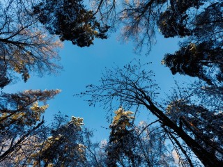 В Подмосковье день начинает расти — но не сразу: с какого числа в январе 2026 становится светлее