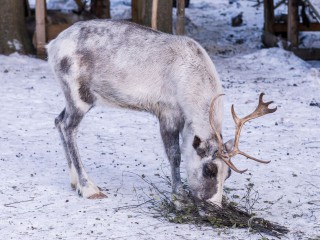 Олень с внушительными рогами прогулялся по заснеженной деревне под Кубинкой