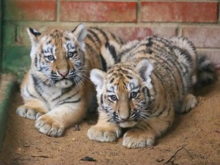 Подмосковье — родина тигров: специалисты впервые показали видео с потомством редкой королевской пары