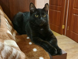 Ветеринар из Луховиц рассказал, как простое поглаживание может спасти кошке жизнь