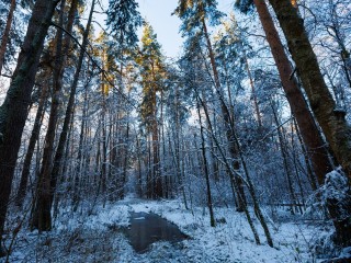 Гололедица и снег: что ждать от погоды в Подмосковье на этой неделе