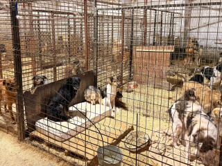 Активисты из Серебряных Прудов накормили 240 бездомных собак