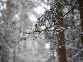 Ожидать ли гололедицу 10 декабря в Подмосковье: прогноз погоды