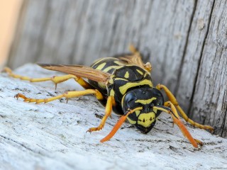 Неуснувшие осы стали нападать на женщин с резким цветочным парфюмом