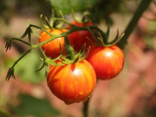 Не болеет и дает ведро с куста! Какой сорт томатов признали лучшим для посадки в 2026 году
