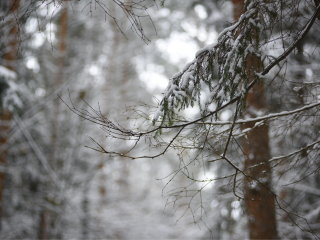 Народные приметы 24 декабря 2025: как предсказать урожай и погоду по дню Никона Печерского