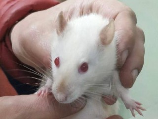 Что нельзя давать грызунам: ветеринары назвали продукты, которые вредят питомцу