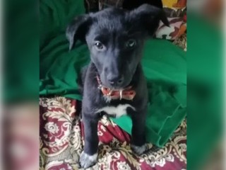 Знак от Бога: на груди найденного в овраге у монастыря щенка красуются белые ангелы