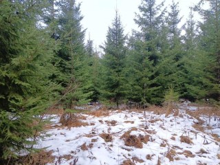 «Рецепт» здорового леса: раскрываем секреты рубок прочистки в Волоколамском филиале